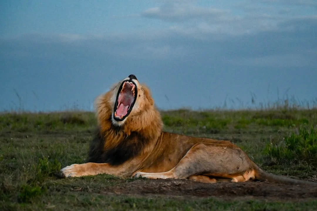 Image of serengeti lion